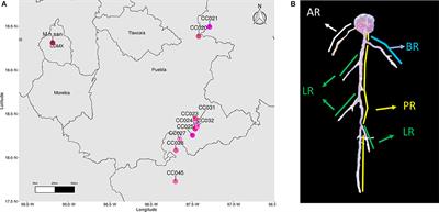 Growth Patterns in Seedling Roots of the Pincushion Cactus Mammillaria Reveal Trends of Intra- and Inter-Specific Variation